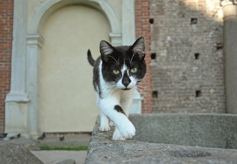 I gatti del Castello Sforzesco