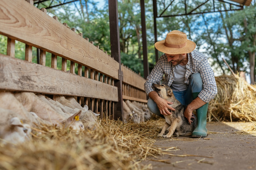 Un uomo con il cane e le pecore: la Scuola Contadina di Mondeggi propone anche un corso sugli animali da guardiania