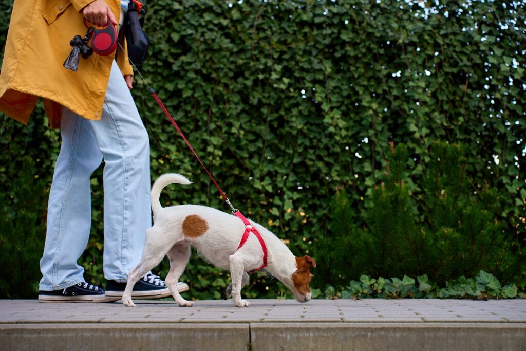 Città pet friendly? Lucca prima in Europa per politiche di integrazione uomo-animale