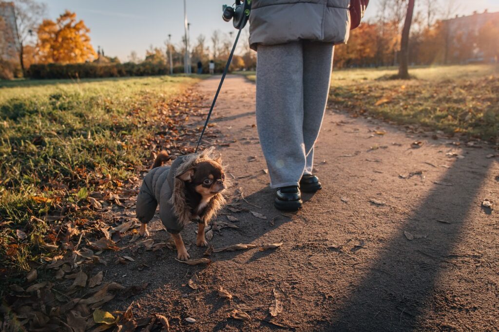 Città pet friendly? Lucca prima in Europa per politiche di integrazione uomo-animale