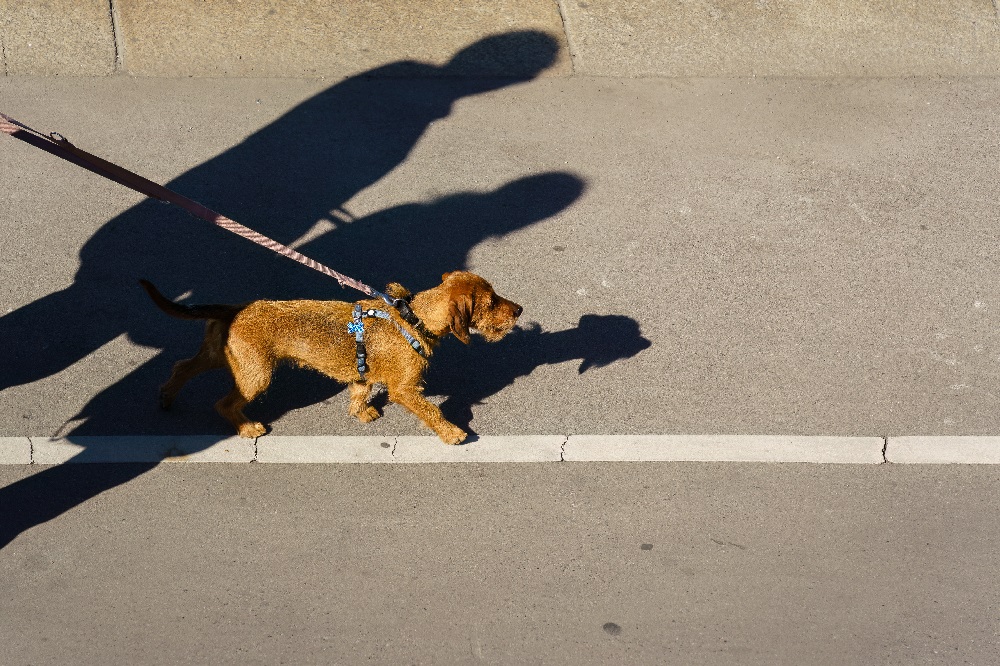 Un cane a passeggio con i suoi umani: l'esempio di Lucca tra le città pet friendly in Europa