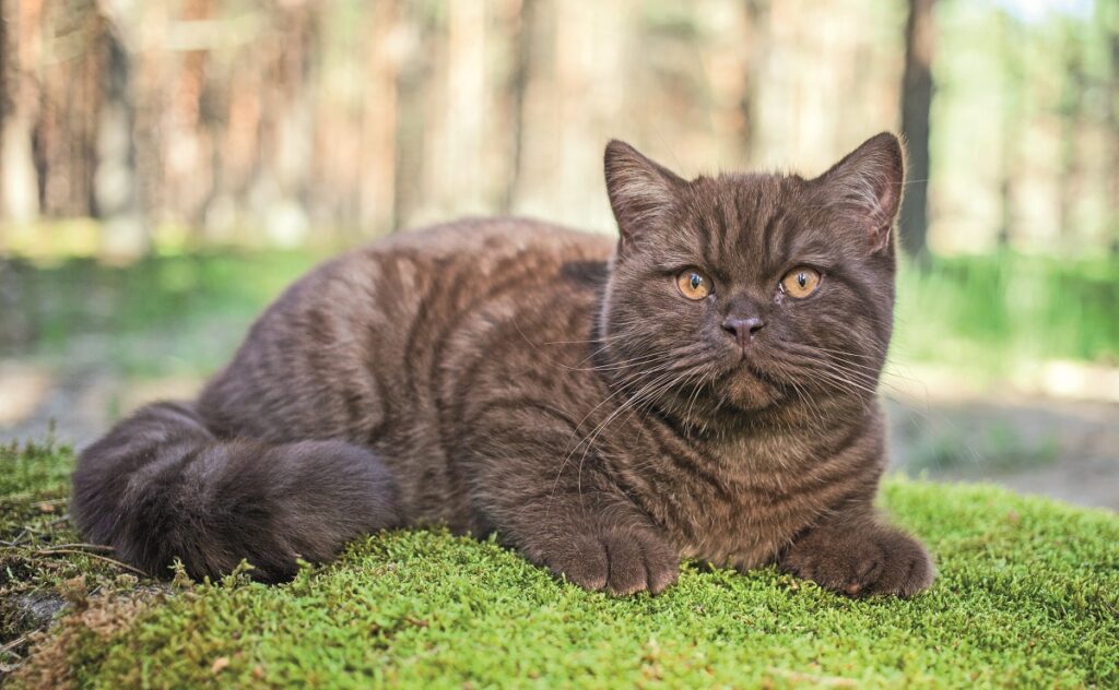 British Shorthair