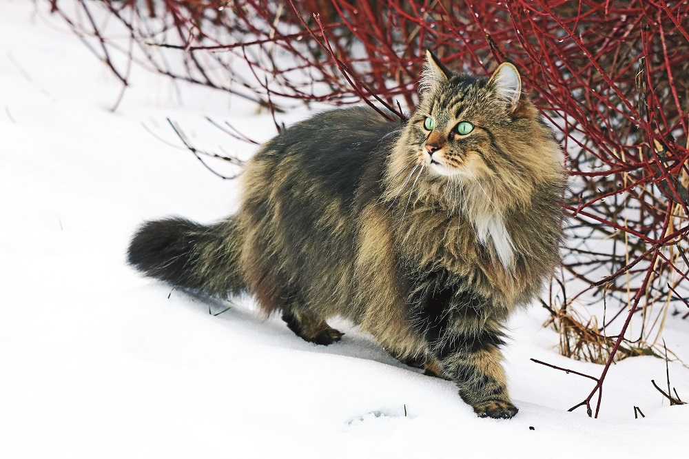 Un Norvegese delle foreste cammina sulla neve