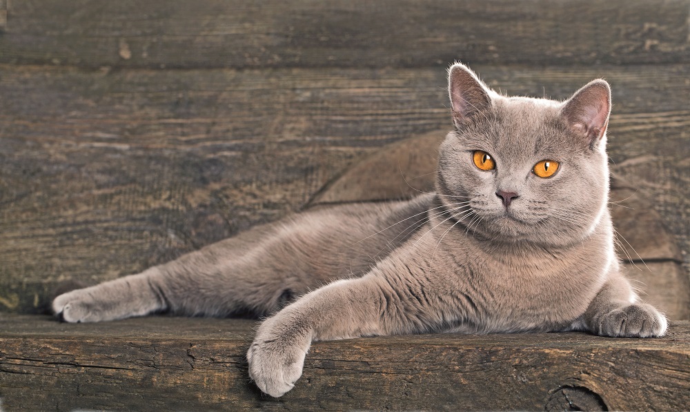 British Shorthair