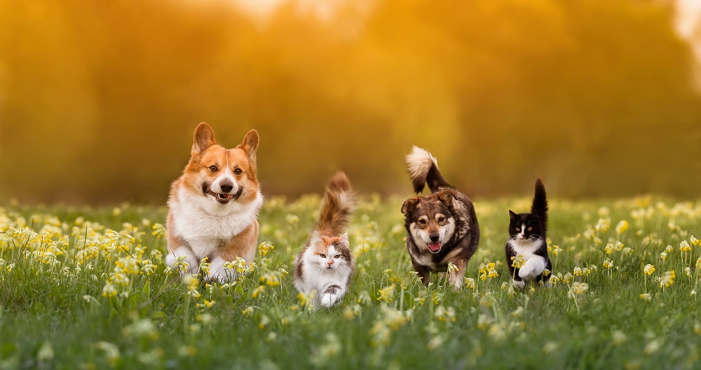 Un gruppo di cani e gatti corre felice su un prato: la prima Giornata per la prevenzione veterinaria vuole promuovere il benessere di animali, umani e ambiente