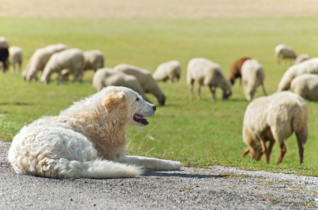 Fiducia tra uomo e cane? Si impara alla Scuola Contadina