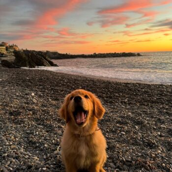 Carica e Vota - Marzo 2026