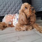 Carica e Vota - Marzo 2026