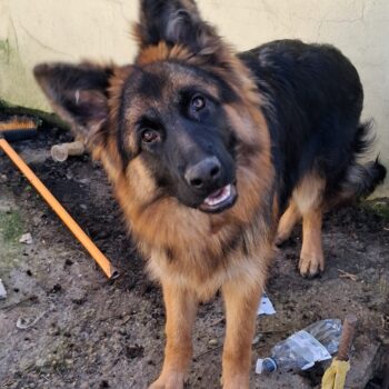 Carica e Vota - Aprile 2026