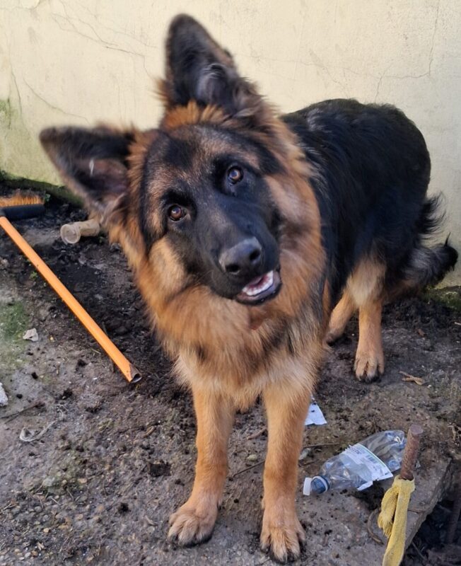 Carica e Vota - Aprile 2026