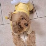 Carica e Vota - Aprile 2026