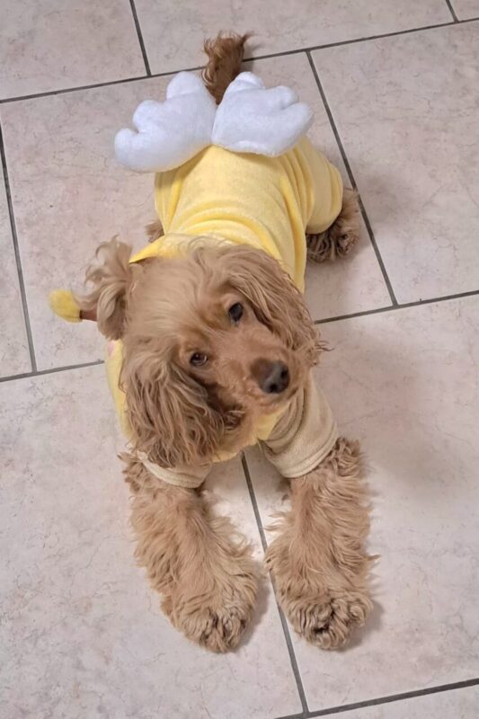 Carica e Vota - Aprile 2026