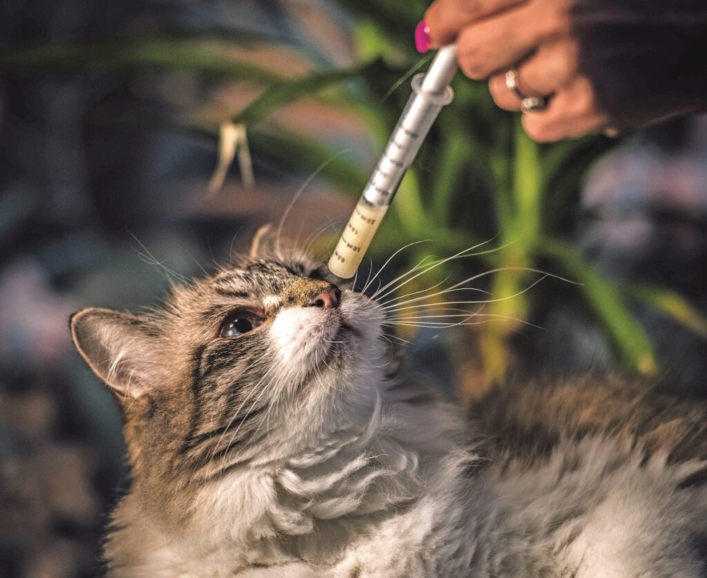 Sono molti i proprietari che hanno un cane e gatto in sovrappeso