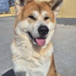 Carica e Vota - Aprile 2026