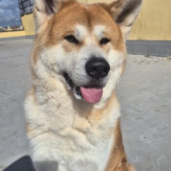 Carica e Vota - Aprile 2026