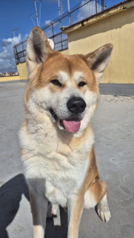 Carica e Vota - Aprile 2026