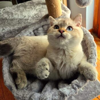 Carica e Vota - Aprile 2026