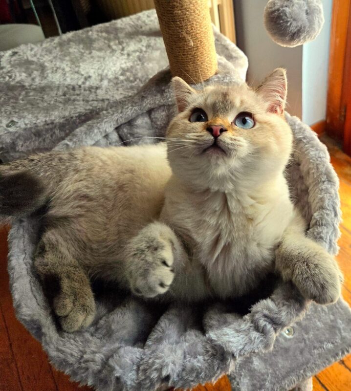 Carica e Vota - Aprile 2026