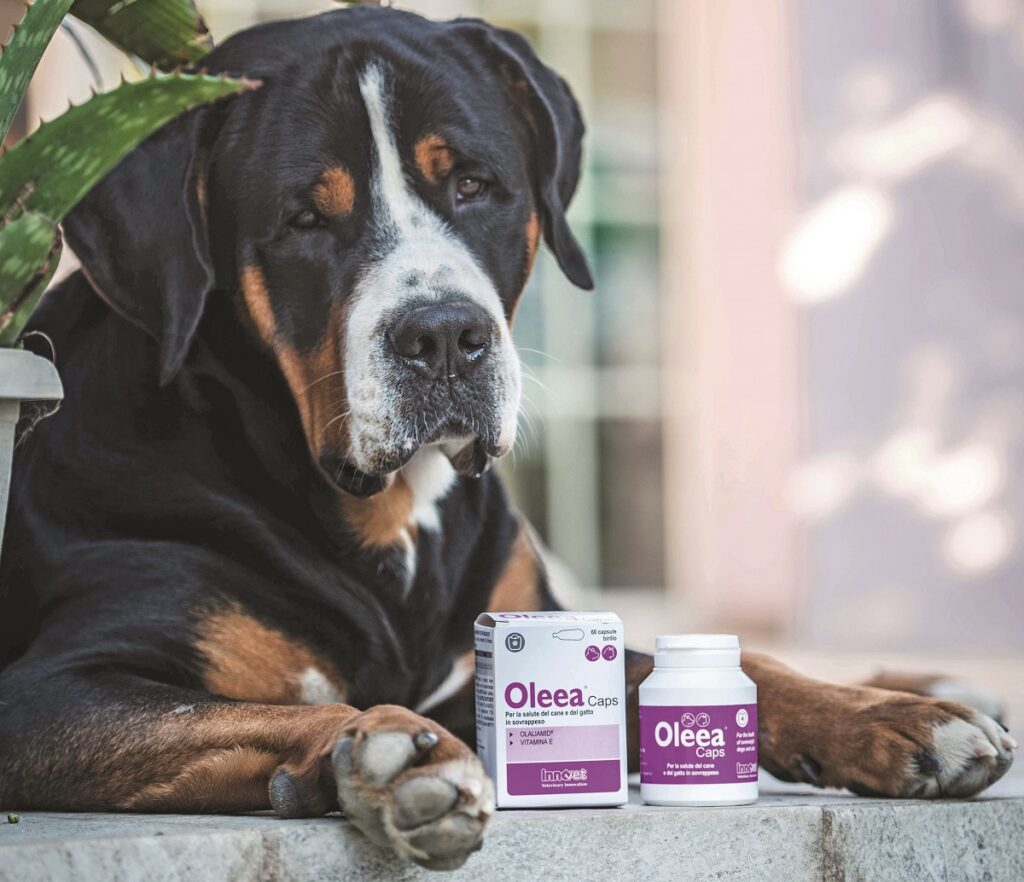 Sovrappeso e obesità nei pet: i segnali e le soluzioni