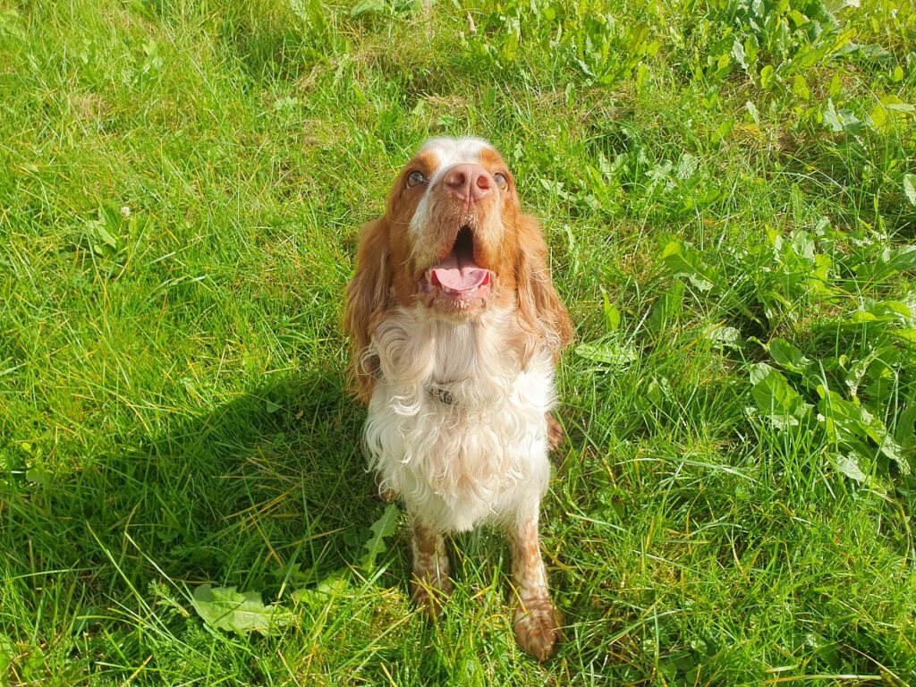 Integratori naturali per cani: le novità