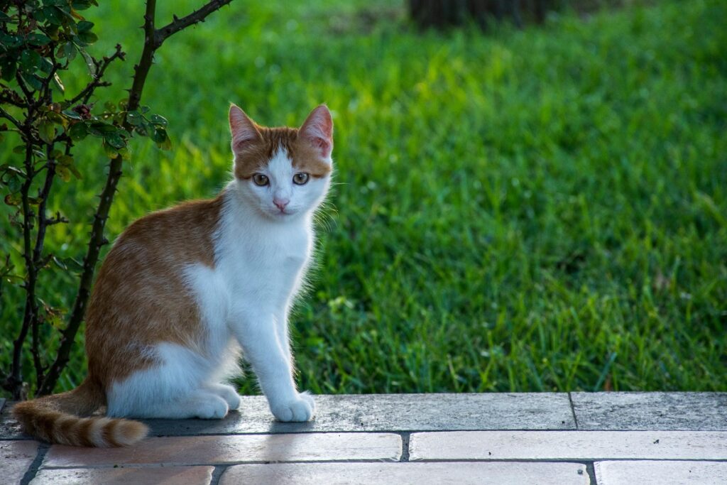 Festa del gatto, eventi speciali e tanta solidarietà per i felini