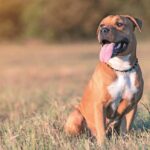 Un American staffordshire terrier seduto sul prato