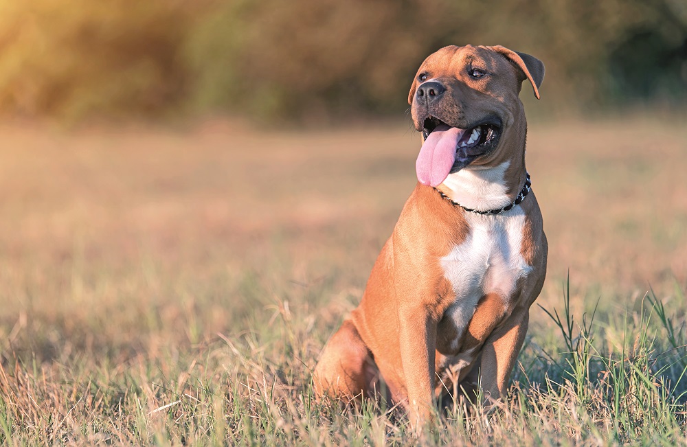 Un American staffordshire terrier seduto sul prato