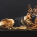 Pastore Tedesco sdraiato: fedeltà senza confini