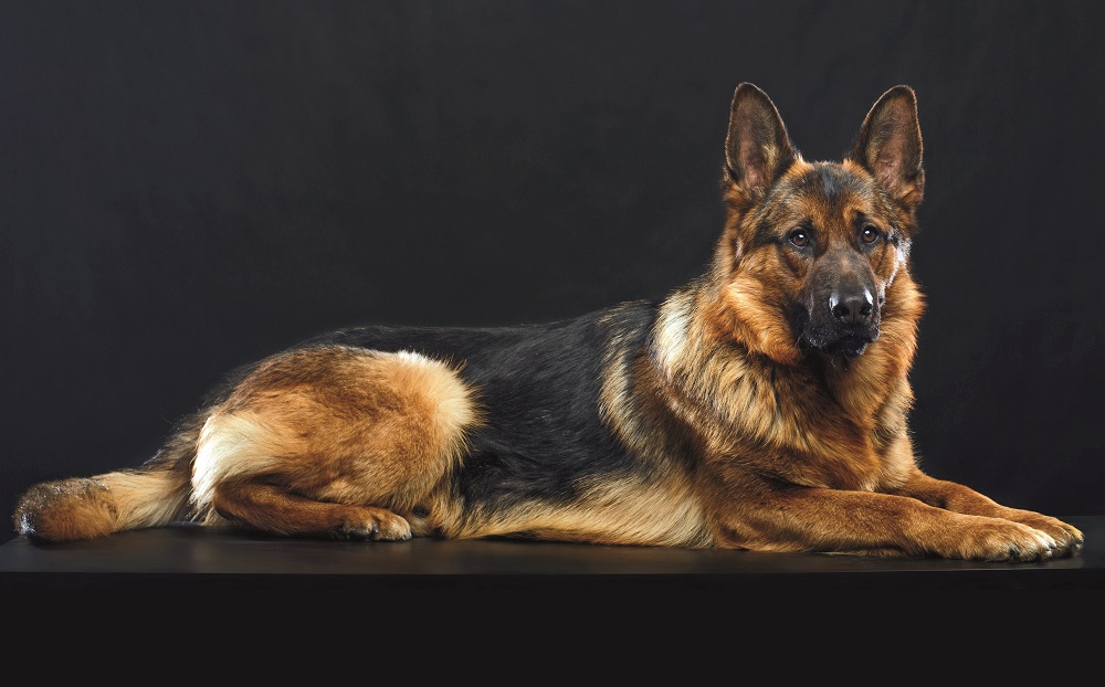Pastore Tedesco sdraiato: fedeltà senza confini
