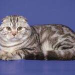 Uno Scottish fold seduto: la sua particolarità sono le orecchie piegate all'ingiù