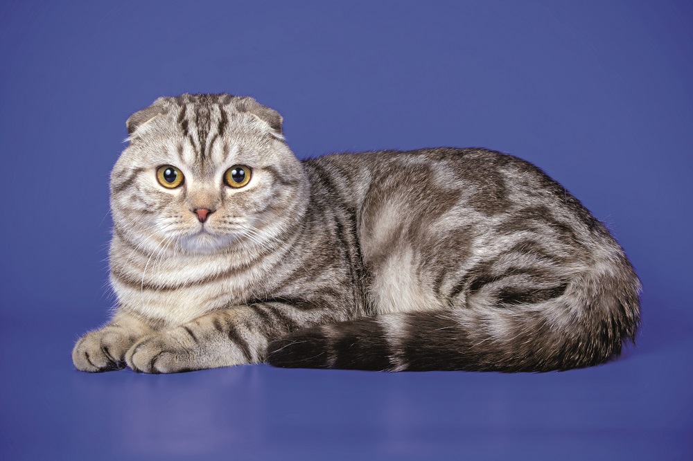 Uno Scottish fold seduto: la sua particolarità sono le orecchie piegate all'ingiù