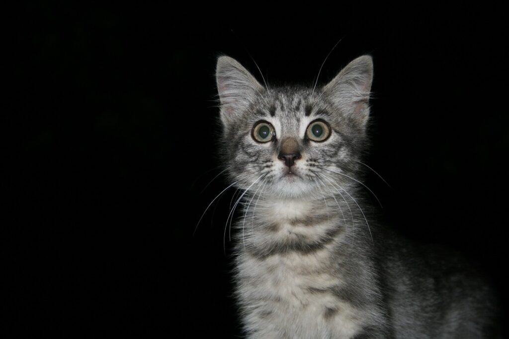 Festa del gatto, eventi speciali e tanta solidarietà per i felini