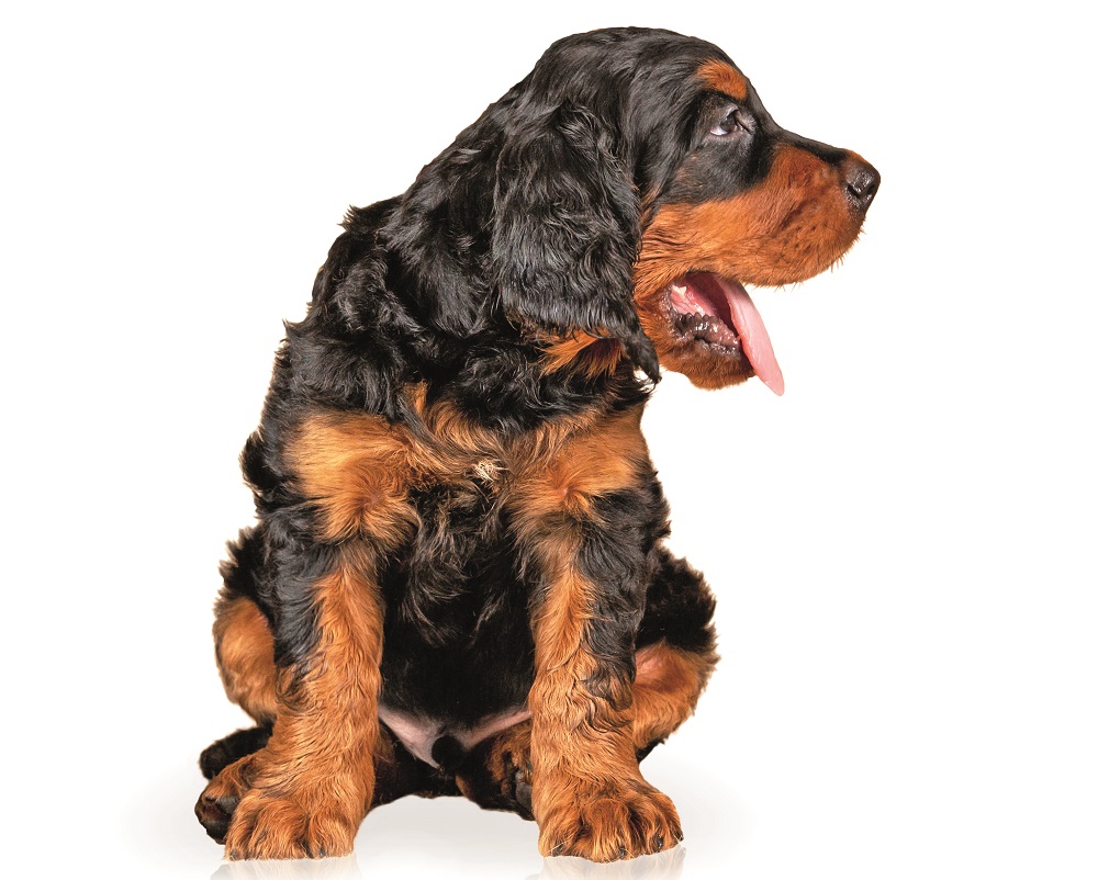 Un piccolo di Setter Gordon: il suo nome deriva dal Duca di Gordon, un nobile scozzese che contribuì in modo decisivo alla selezione della razza