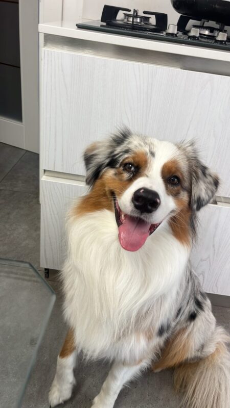 Carica e Vota - Aprile 2026