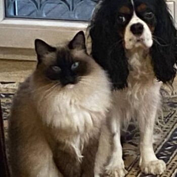 Carica e Vota - Aprile 2026