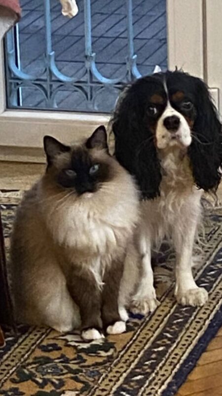 Carica e Vota - Aprile 2026