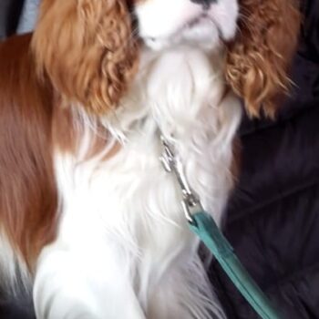 Carica e Vota - Aprile 2026