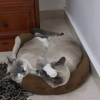 Carica e Vota - Aprile 2026