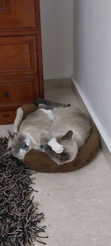 Carica e Vota - Aprile 2026