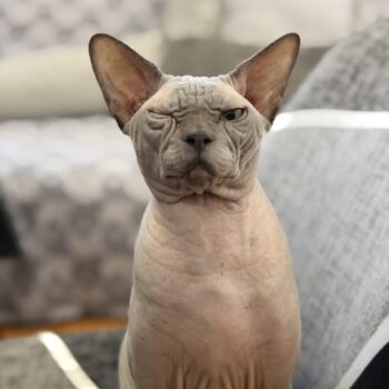 Carica e Vota - Aprile 2026