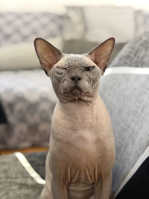 Carica e Vota - Aprile 2026