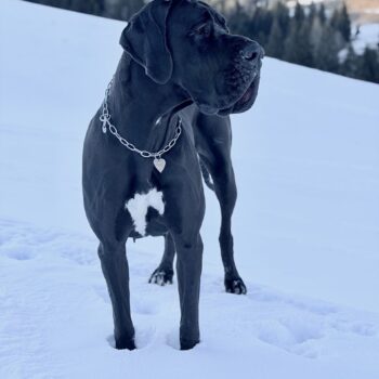 Carica e Vota - Aprile 2026