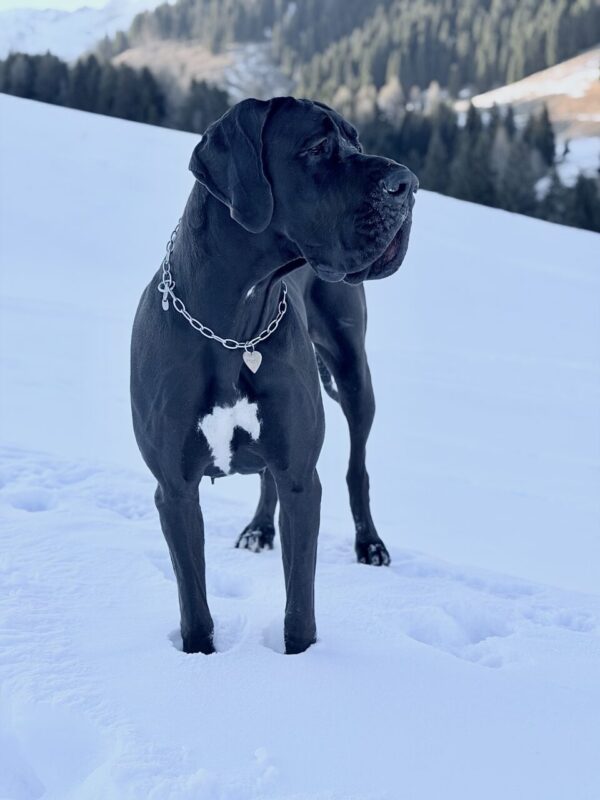 Carica e Vota - Aprile 2026