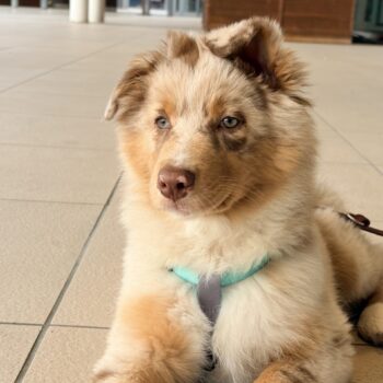 Carica e Vota - Aprile 2026