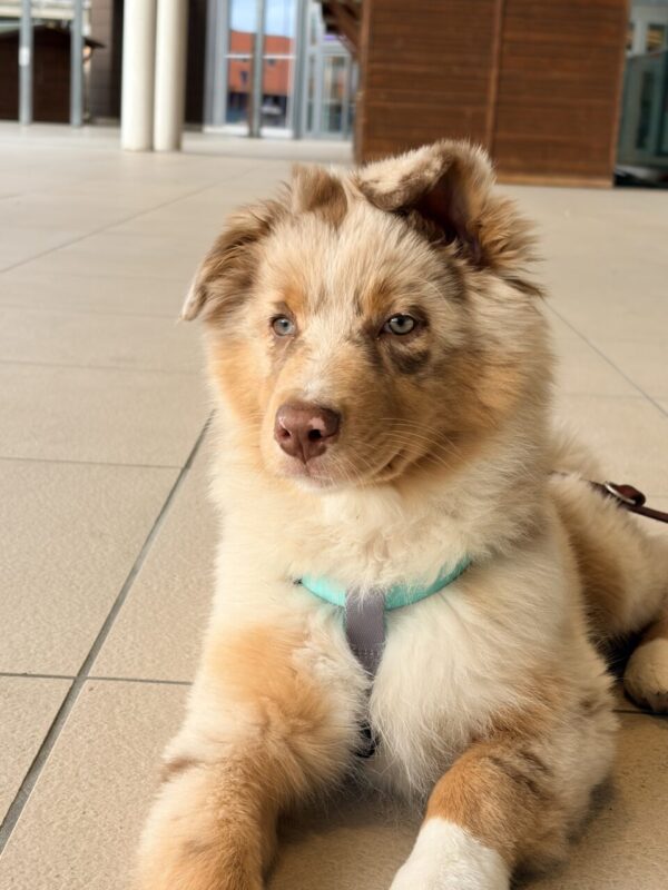 Carica e Vota - Aprile 2026