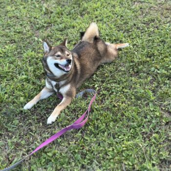 Carica e Vota - Aprile 2026