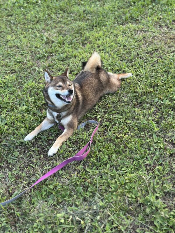 Carica e Vota - Aprile 2026