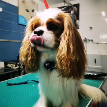 Carica e Vota - Aprile 2026