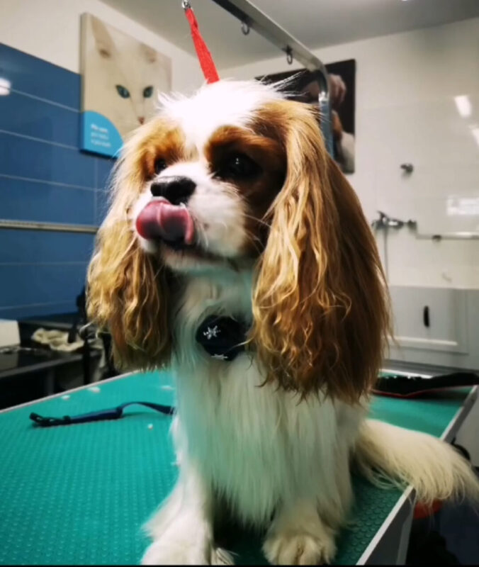 Carica e Vota - Aprile 2026