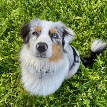 Carica e Vota - Aprile 2026